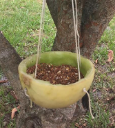 Citrus cup bird feeder hanging from a tree, filled with seed.