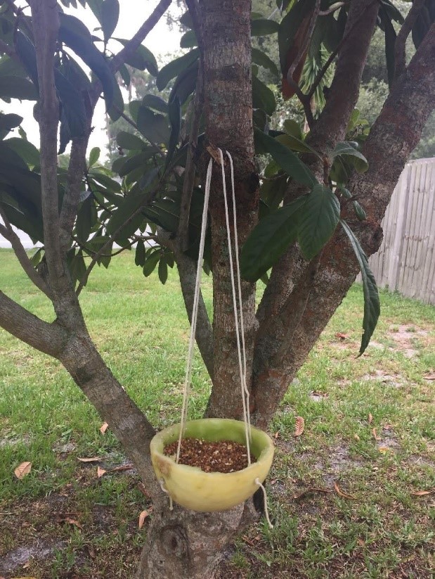 Finished bird feeder hanging in tree.