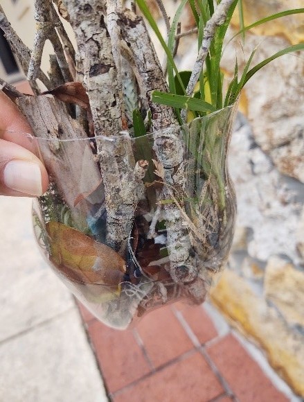 Bug hotel made inside the bottom of a clear plastic bottle.